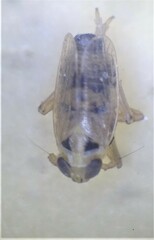 Delphacidae