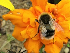 Bombus cryptarum