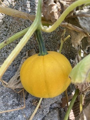 Cucurbita