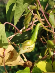 Ipomoea alba