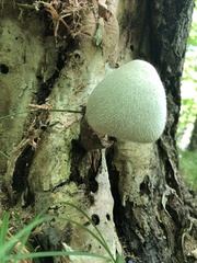Volvariella