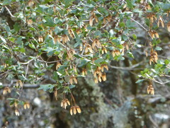 Acer
