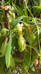 Nepenthes