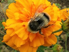 Bombus cryptarum