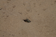 Bicyrtes quadrifasciatus