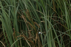 Carex rostrata