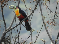 Ramphastos dicolorus