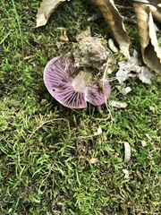 Laccaria ochropurpurea
