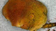 Hortiboletus