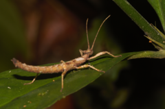 Creoxylus
