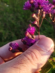 Vernonia fasciculata