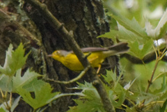 Cardellina canadensis