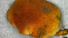 Hortiboletus