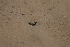 Bicyrtes quadrifasciatus