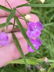 Agalinis tenuifolia