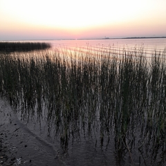 Schoenoplectus lacustris