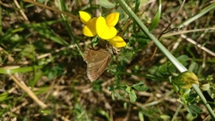 Erynnis tages