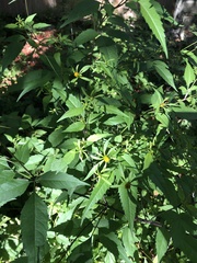 Bidens connata