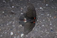 Papilio memnon thunbergii