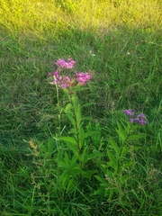 Vernonia fasciculata