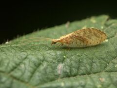 Hemerobiidae