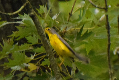 Cardellina canadensis