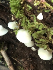 Crepidotus applanatus