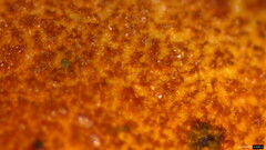Hortiboletus