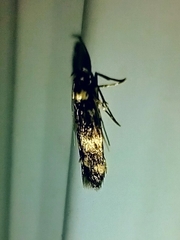 Oegoconia novimundi