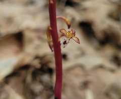 Corallorhiza maculata maculata