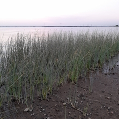 Schoenoplectus lacustris