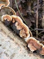 Stereum subtomentosum