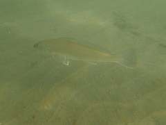 Menticirrhus undulatus