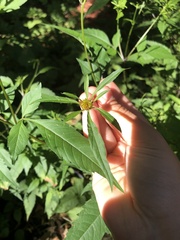 Bidens connata