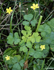 Oxalis stricta