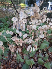 Lunaria annua