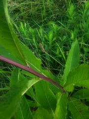 Vernonia fasciculata