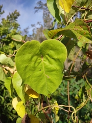 Ipomoea alba