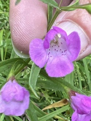 Agalinis tenuifolia