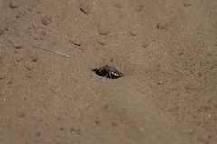 Bicyrtes quadrifasciatus