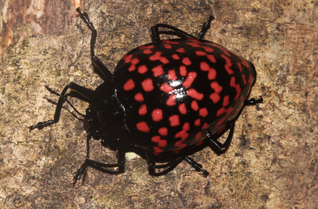 Erotylus giganteus