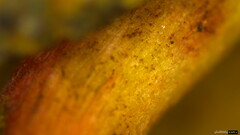 Hortiboletus