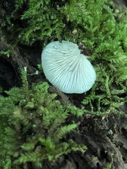 Crepidotus applanatus