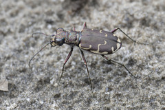 Cicindela repanda
