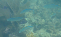 Caranx ruber