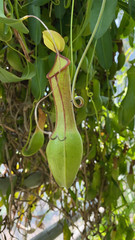 Nepenthes