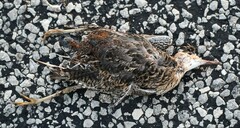 Bartramia longicauda