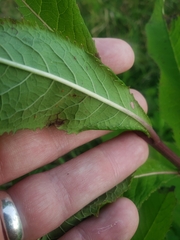 Vernonia fasciculata