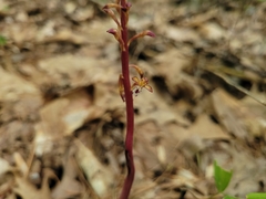 Corallorhiza maculata maculata