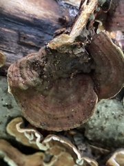 Stereum subtomentosum